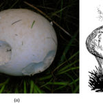 Fungi Concepts Of Biology