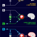 Gate Control Theory Of Pain HowStuffWorks