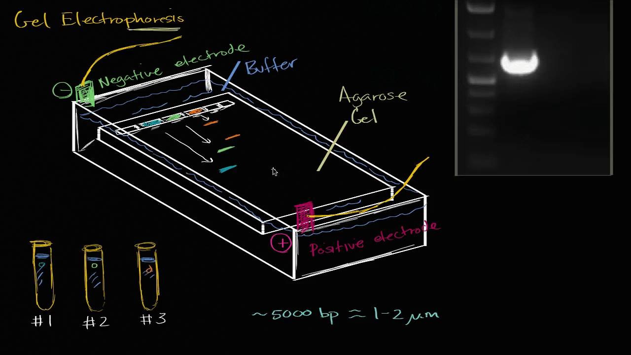 Gel Electrophoresis Biomolecules MCAT Khan Academy 