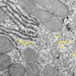 Golgi And Protein Processing