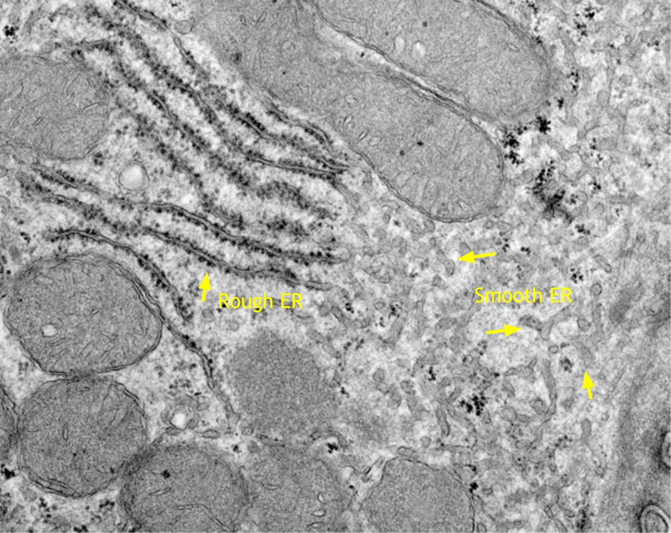 Golgi And Protein Processing