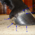 Horse Hoof Anatomy Taught With Clear Well Labeled Photos