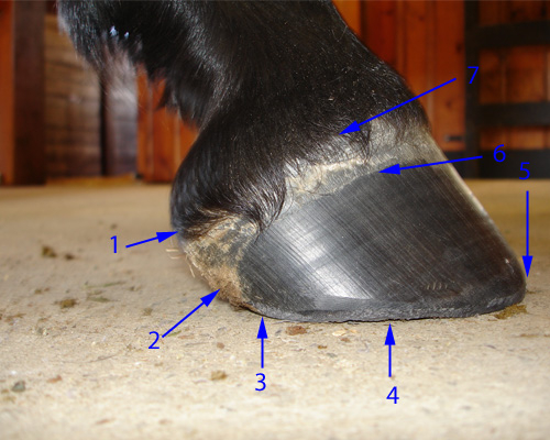 Horse Hoof Anatomy Taught With Clear Well Labeled Photos 