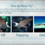How Birds Fly How Do Birds Fly Physics Animation