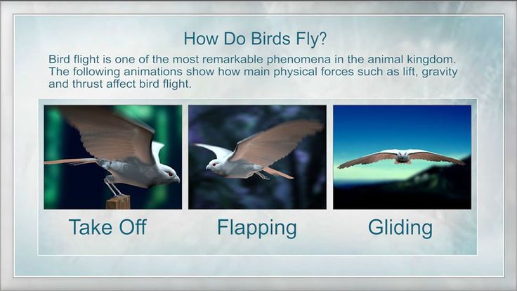 How Birds Fly How Do Birds Fly Physics Animation