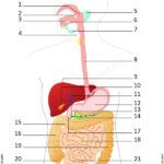 Human Digestive System Diagram Worksheets 99Worksheets