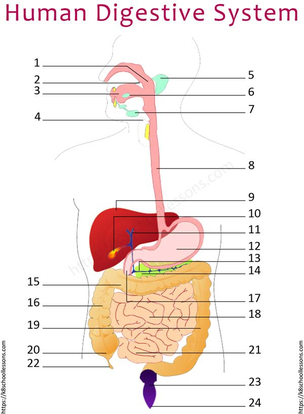 Human Digestive System Diagram Worksheets 99Worksheets