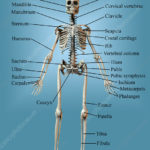 Human Male Skeleton Stock Image C024 9740 Science