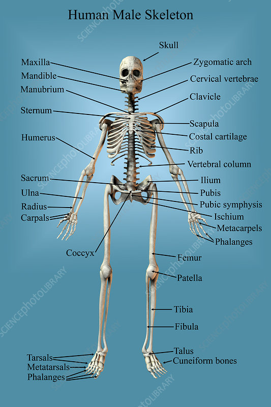 Human Male Skeleton Stock Image C024 9740 Science 