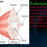 Human Muscle Epimysium Perimysium And Endomysium YouTube