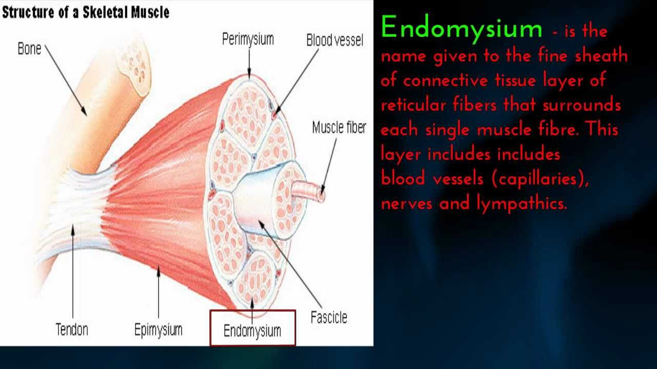Human Muscle Epimysium Perimysium And Endomysium YouTube