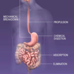 Ingestion Digestion Absorption And Elimination In The