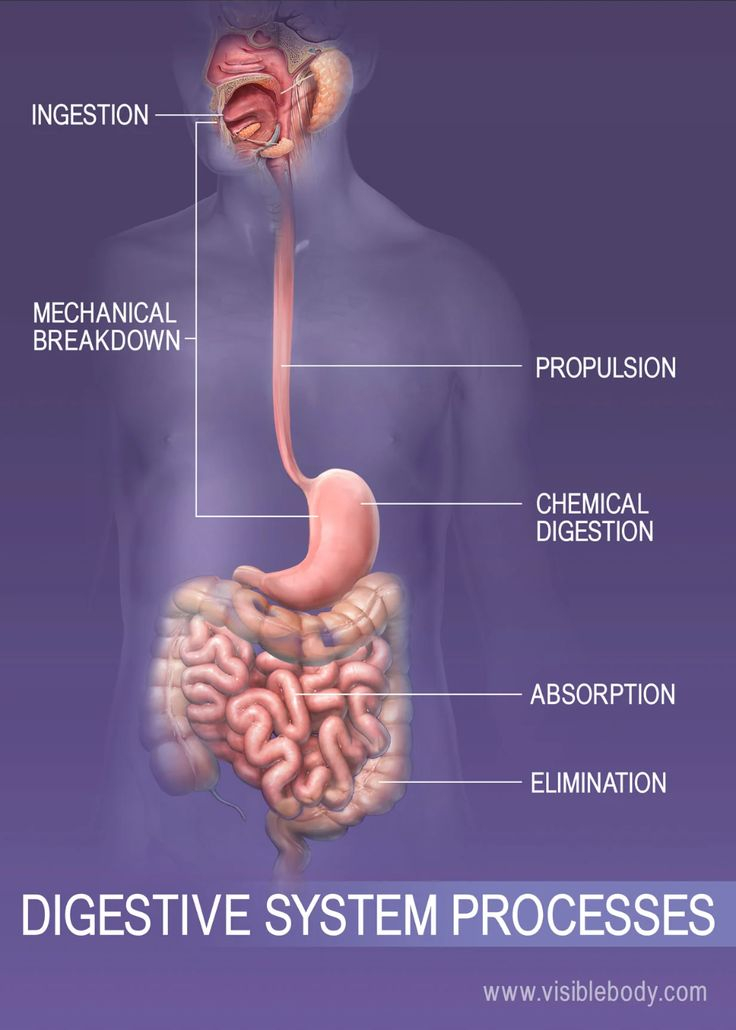 Ingestion Digestion Absorption And Elimination In The 