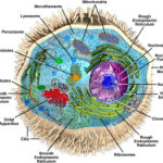 Intro To Anatomy 4 Cell Structure And Function