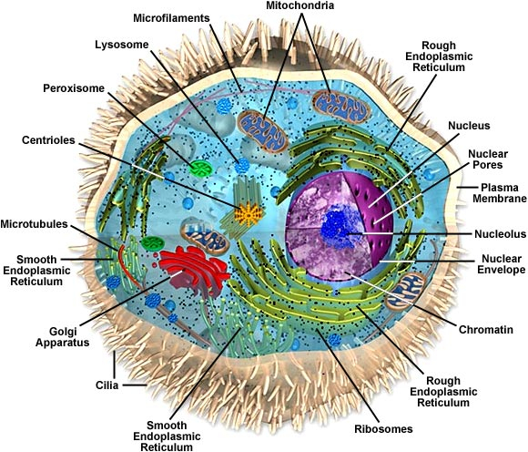 Intro To Anatomy 4 Cell Structure And Function 