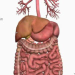 Introduction To The Digestive System Part 4 Accessory