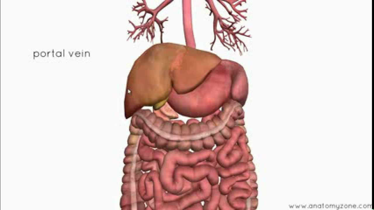 Introduction To The Digestive System Part 4 Accessory 