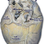 Lab 2 Pig Heart Labeled Cardiovascular Estudos