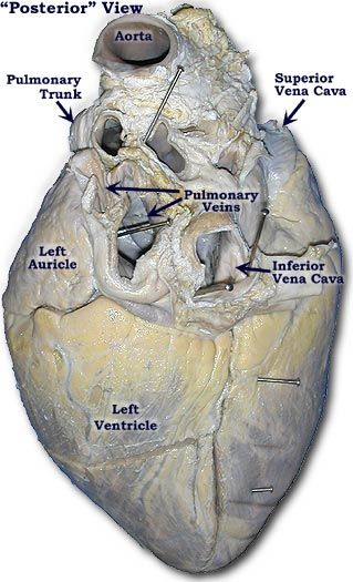 Lab 2 Pig Heart Labeled Cardiovascular Estudos