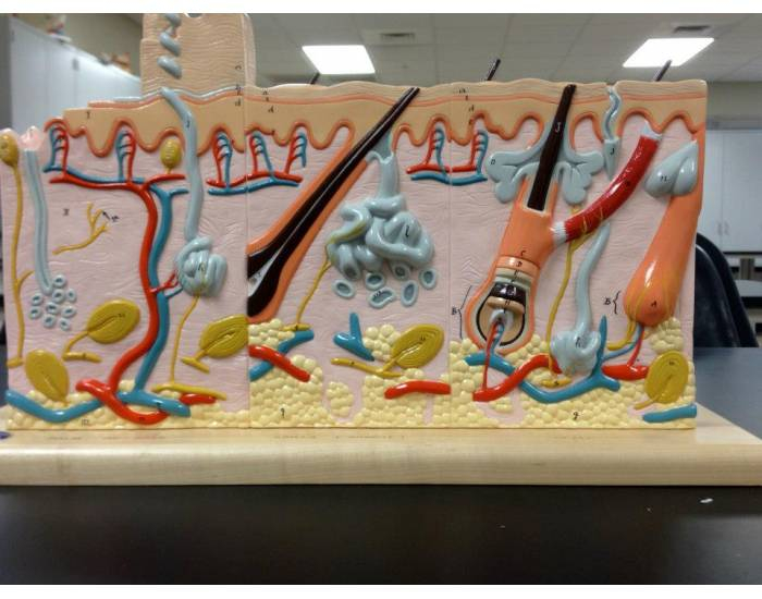 Labeling Thick Thin Skin Model PurposeGames