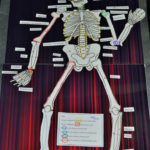 Lesson Plan Skeletal System Project Skeletal System
