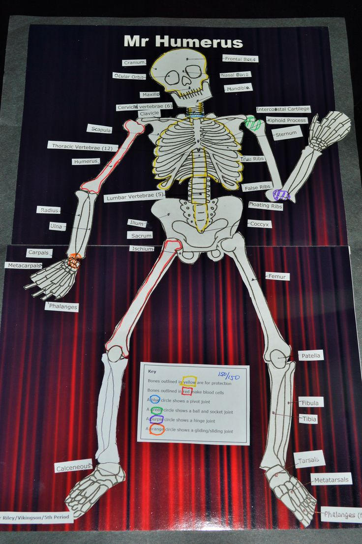 Lesson Plan Skeletal System Project Skeletal System 