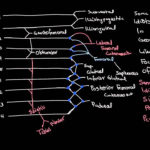 Lumbosacral Plexus Drawing And Spinal Segments YouTube