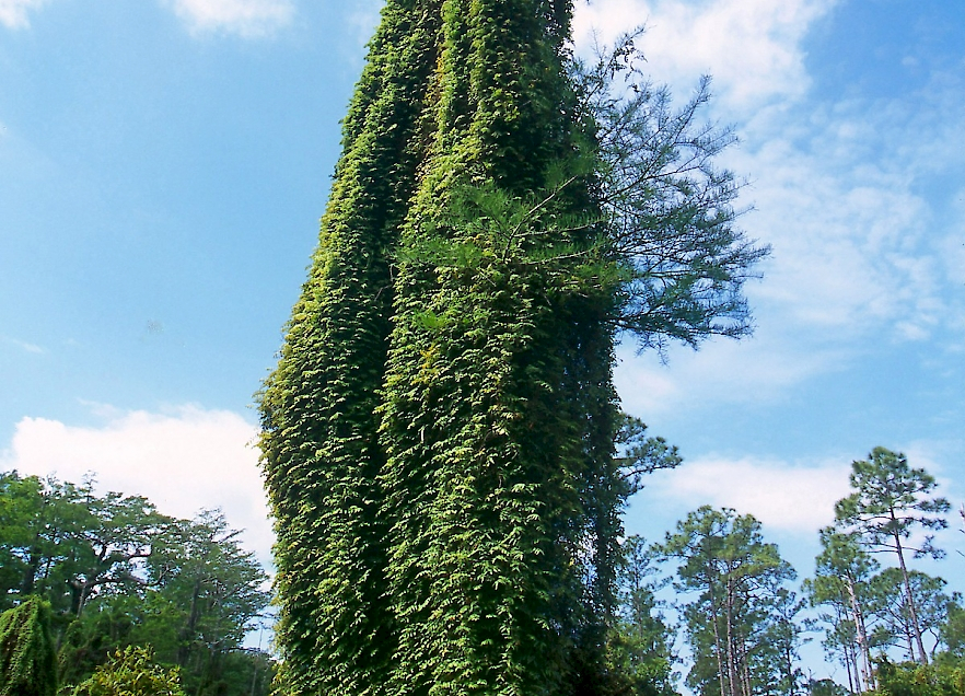 Lygodium Microphyllum UF IFAS Assessment University Of 