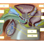 Male Reproductive System 3 Printable