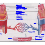 Microscopic Structure Of Blood Vessels Quiz