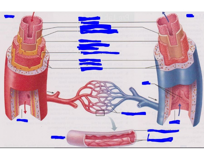 Microscopic Structure Of Blood Vessels Quiz