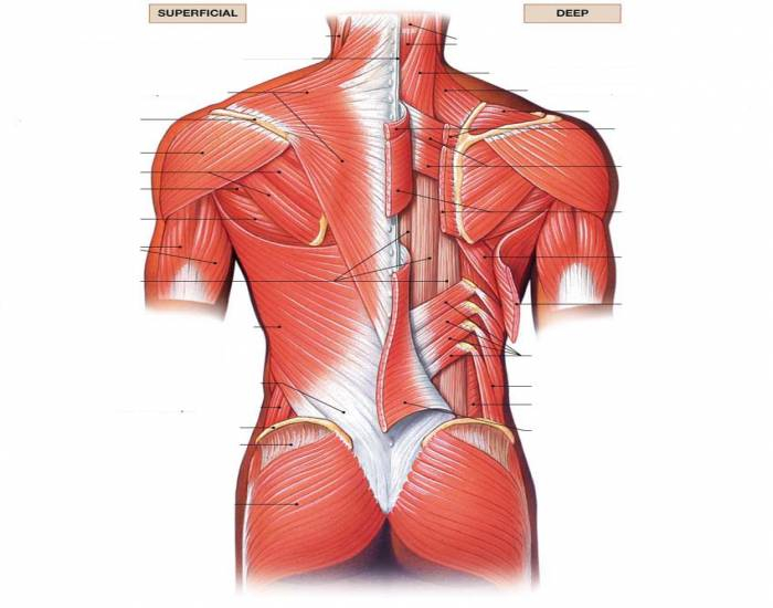 Muscles Of The Posterior Trunk Quiz