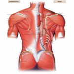Muscles Of The Posterior Trunk Quiz