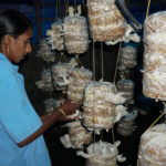 Mushroom Cultivation IRTC