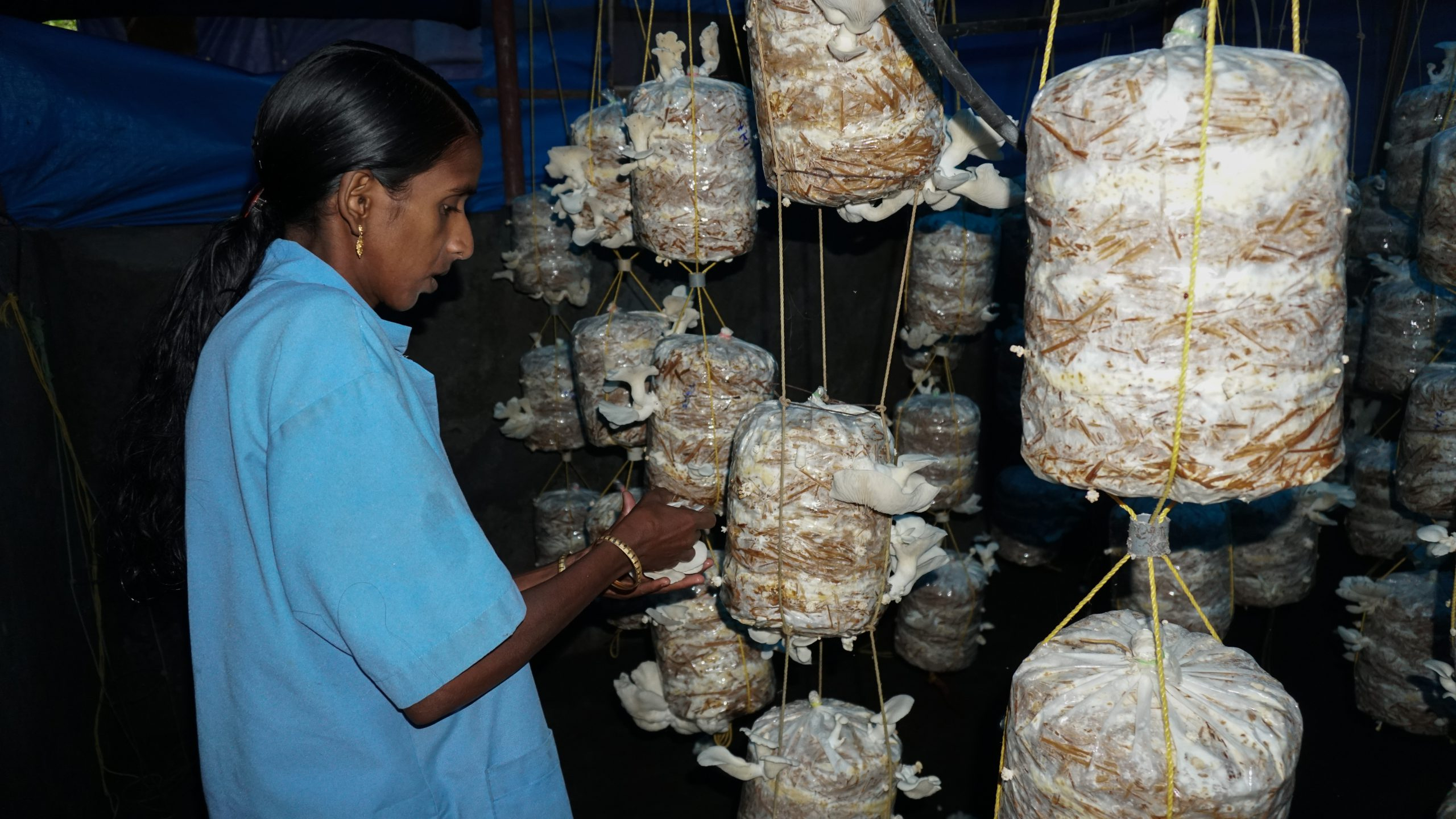 Mushroom Cultivation IRTC