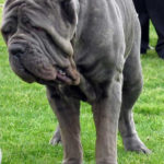 Neapolitan Mastiff