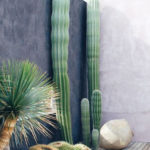 Outdoor Cactus Garden Ideas For The Best Looking Landscape