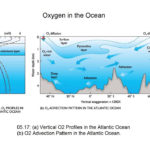 Oxygen And Carbon In The Ocean YouTube