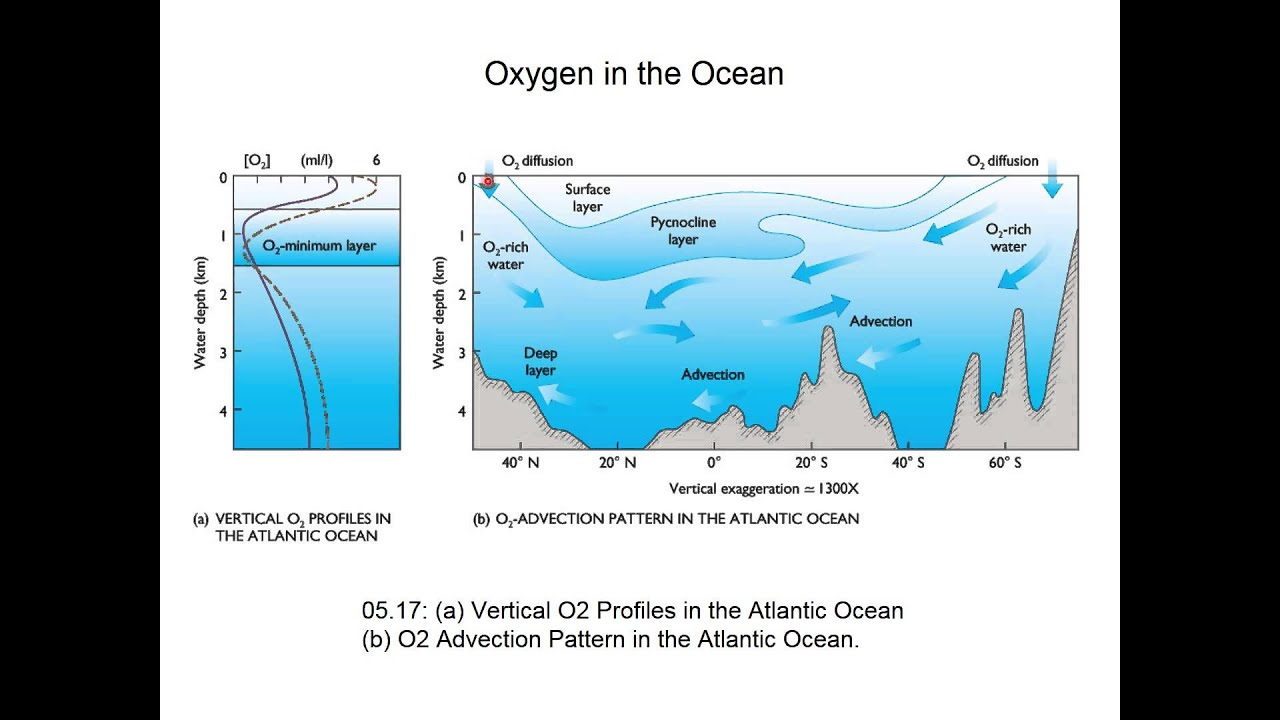 Oxygen And Carbon In The Ocean YouTube