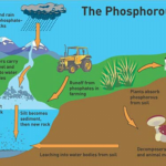 Please Explain Phosphorus Cycle And Carbon Cycle From Your