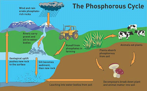 Please Explain Phosphorus Cycle And Carbon Cycle From Your 