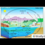 Please Explain Phosphorus Cycle And Carbon Cycle From Your