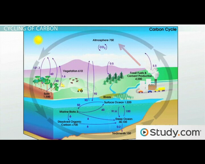 Please Explain Phosphorus Cycle And Carbon Cycle From Your 