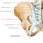 Posterior Sacroiliac Ligament Earth S Lab