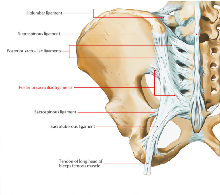 Posterior Sacroiliac Ligament Earth s Lab