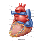 Posterior View Of Surface Anatomy Of Heart Quiz