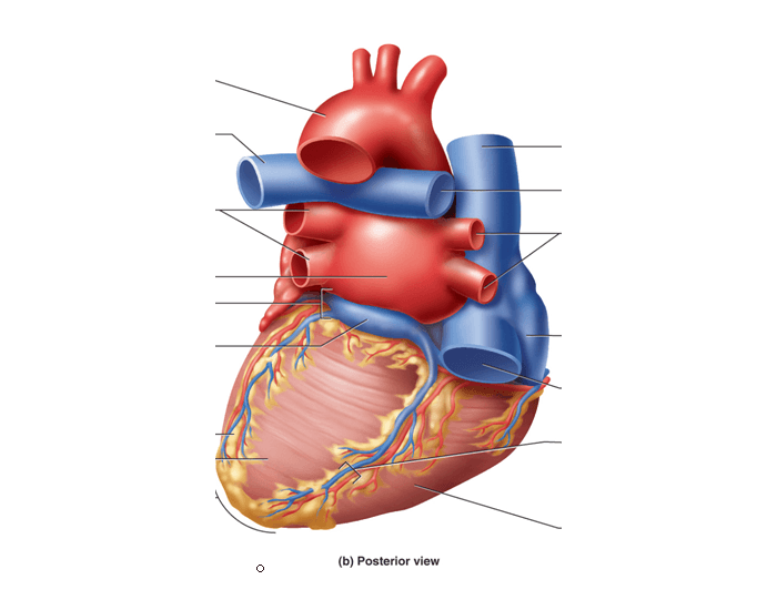 Posterior View Of Surface Anatomy Of Heart Quiz