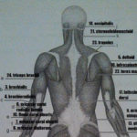 Print Exercise 14 Gross Anatomy Of The Muscular System