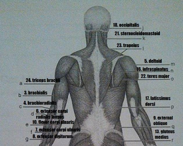 Print Exercise 14 Gross Anatomy Of The Muscular System 