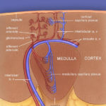 Renal Blood Vessels Medical Art Library